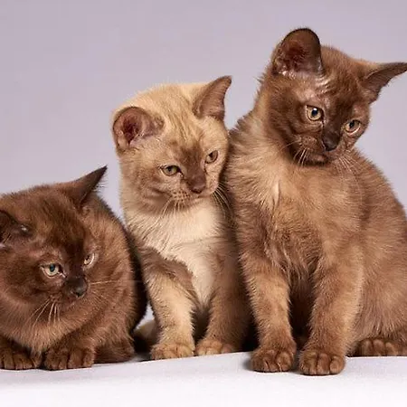 ホームステイ Die Steht Ab Sofort Nicht Mehr Zur Verfugung Is Finis 1 June - Thanks For All Your Andreas & 3 Cats *